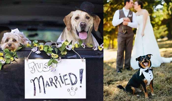 get pet involved in wedding
